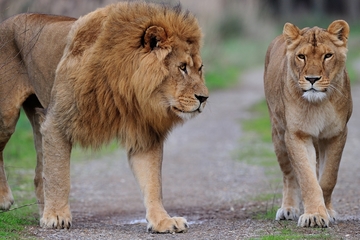 Lions.jpg